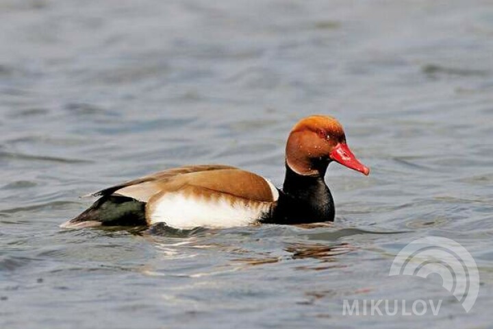 Hełmiatka zwyczajna (Netta rufina)