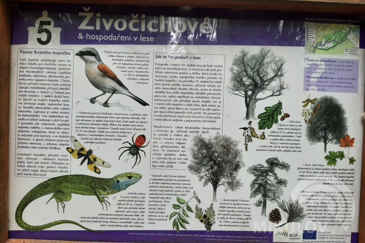 Živočichové