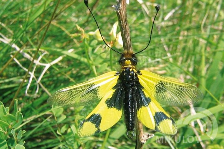 Sieciarka z rodziny żupałkowatych (Libelloides macaronius)