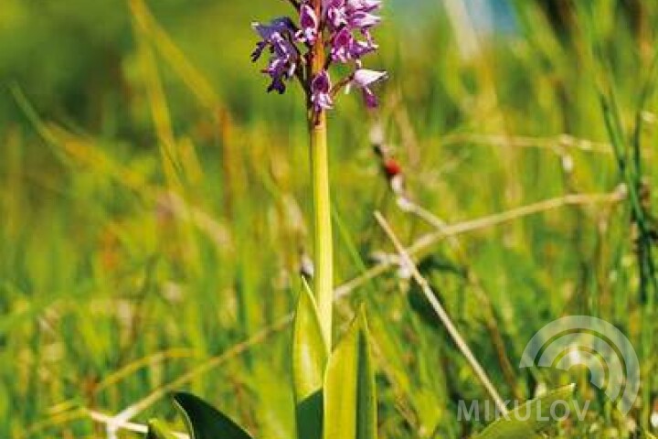 Storczyk krwisty typowy (Dactylorhiza incarnata)