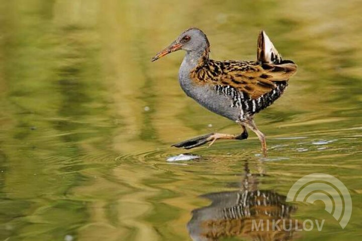 Wodnik zwyczajny (rallus aquaticus)