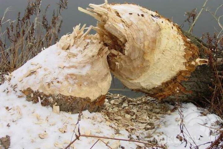 Bite of a Eurasian beaver