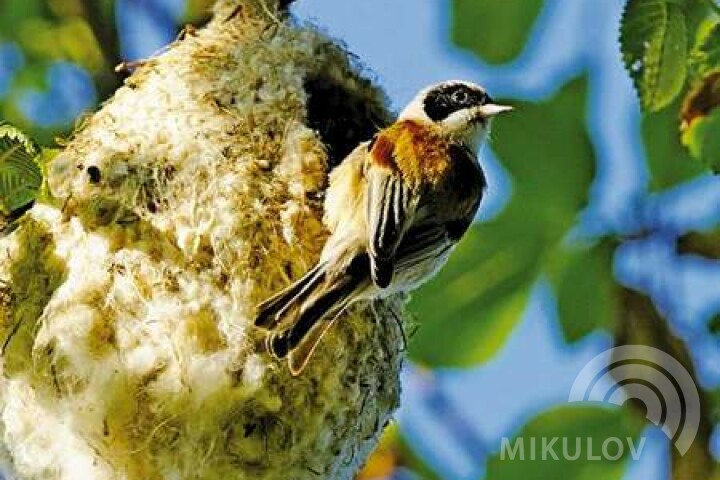 Eurasian penduline tit