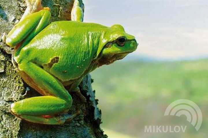 European tree frog