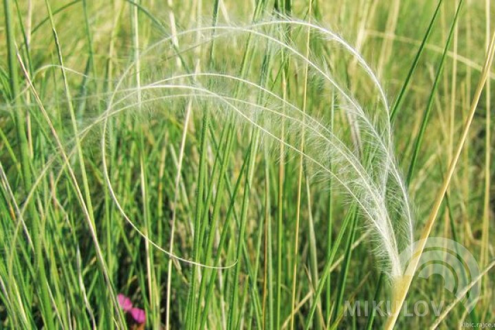 Golden feather grass