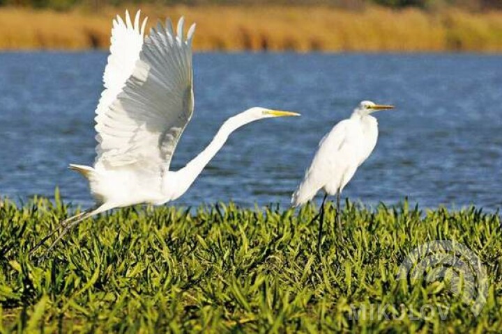 Great Egrets adorn every wetland