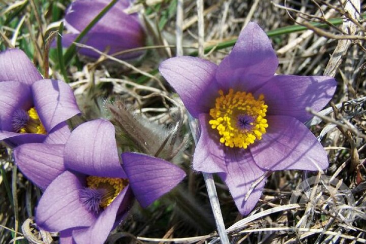 Greater pasque flower