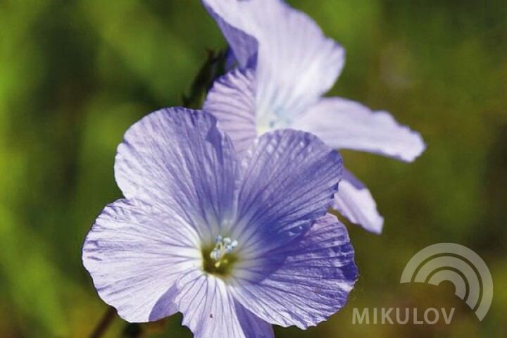 Hairy flax