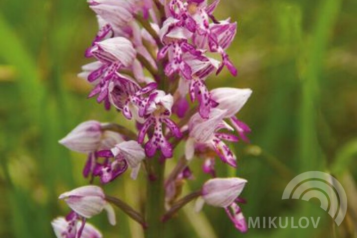 Military orchid