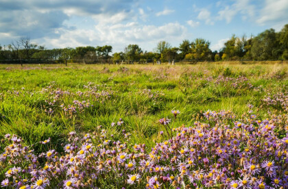 Slanisko u Nesytu (Salt Marsh by Nesyt)