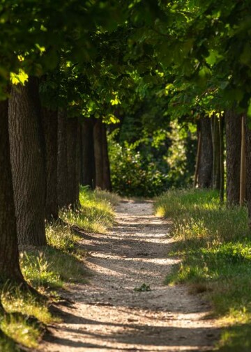 Prochaska Forest Park