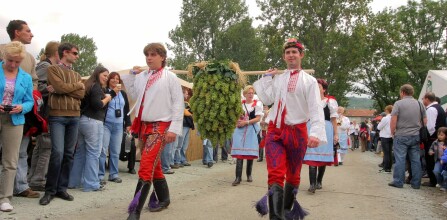 Pálava Vine Harvest